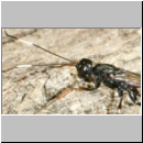 Xorides filiformis - Schlupfwespe - w01b 13mm - OS-Hasbergen Holzlagerplatz auf Eiche det06.jpg